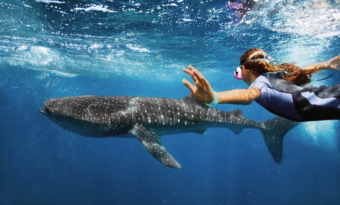 RCI Destinations Cozumel Excursions Snorkeling Wildlife.jpg.jpg